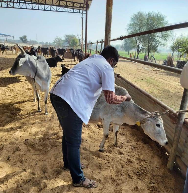 Free Animal Treatment Done at Govindghad Gaushala Chomu 06.02.2024